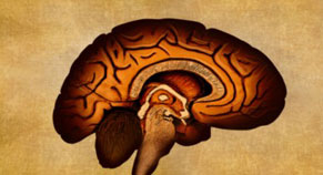 brain